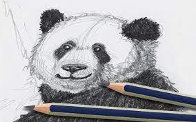 panda